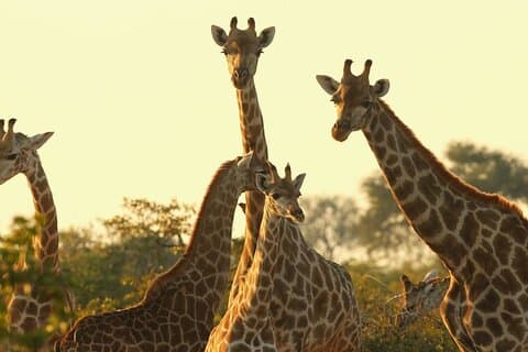 Nairobi Karen Blixen Beads Factory och Giraffe Center Day Tour