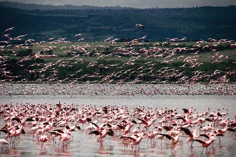 Safari de 2 dias no Lago Bogoria e no Parque Nacional do Lago Nakuru