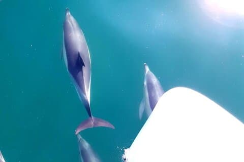 Gruppeture med delfinsafari i Banus