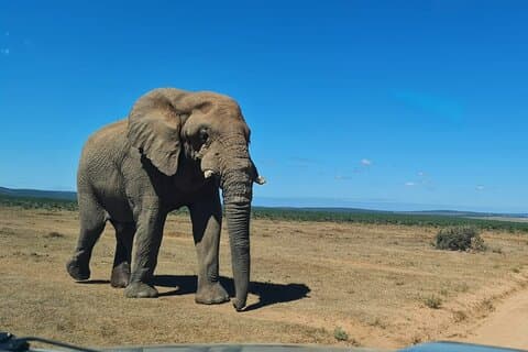 Addo Elephant nasjonalpark halvdags delt tur