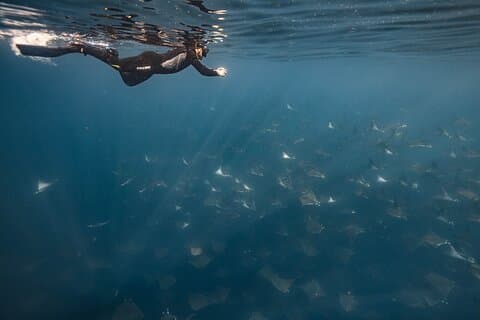 Ocean Safari Snorkel Adventure
