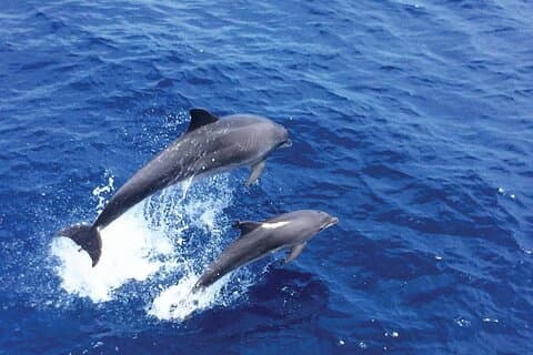 Dolphin Watch Cruise from Palma Explore the Mediterranean