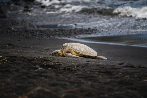 Tour de desove de tortugas en Tortuguero para grupos pequeños