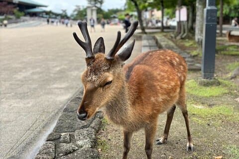 Hiroshima e Miyajima de bicicleta e barco