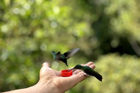 Full-Day Mindo Cloud Forest Tour from Quito with Hummingbirds