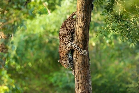 Safari d'une journée au léopard Parc national de Yala au départ de Yala
