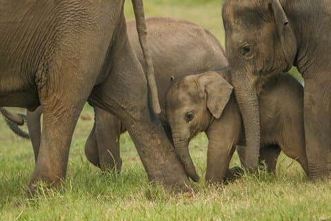 Minneriya Safari Tour from Sigiriya