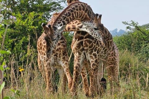 Nairobi : Nationalpark, giraffcenter och Souvenirtur