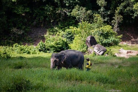 Promenade et nourriture au Bukit Elephant Park Phuket