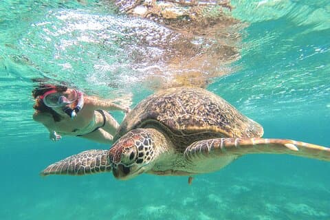 Tagesausflug: Tulum Cenote und Schwimmen mit Schildkröten ab Cancún