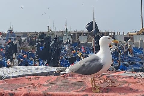 Excursión de día completo desde Marrakech a Essaouira Mogador