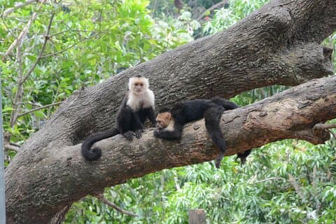 Roatan Sloth Monkey Adventure con degustazione di cioccolato Iguana Farm