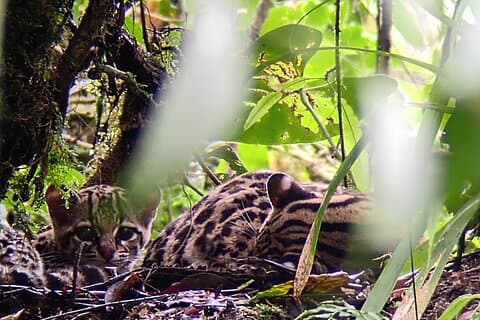 Passeggiata naturalistica guidata nella foresta delle nuvole di Monteverde con Esperto naturalista