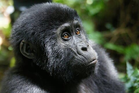 Bwindi-Berggorilla-Trekking