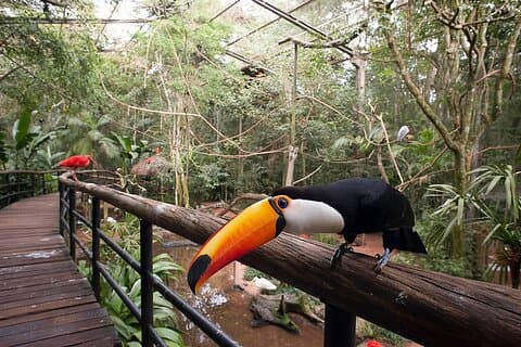 Visite guidée: Découvrez Parque das Aves VIP