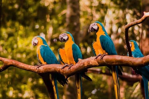 Utforsk Parque das Aves med en guidet tur VIP