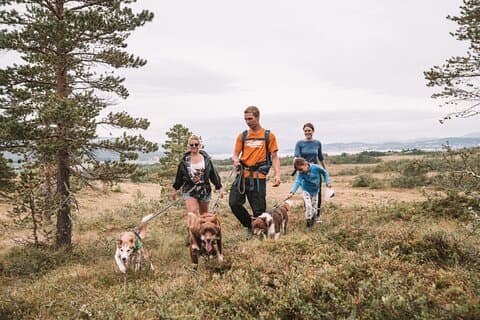 ハスキーハイキングと子犬とのふれあい、ランチ付き