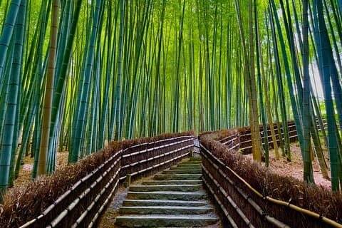 Kyoto Early Bird English Tour: Fushimi-Inari and Arashiyama