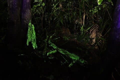Sentier des champignons bioluminescents dans les Ghats occidentaux de Goa