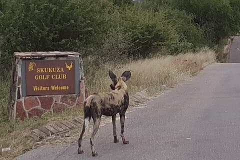 4 dagers golf- og safaritur i Kruger nasjonalpark