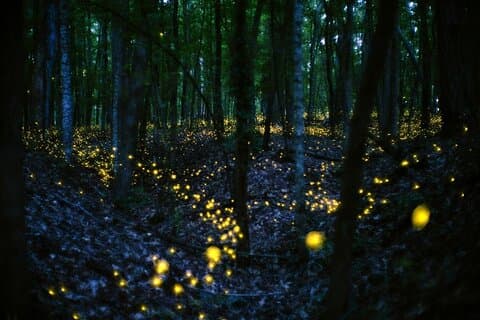 Fireflies & Silver Leaf monkey Tour With Free Batu Caves Temple