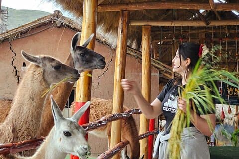 Cusco: tour della fattoria di alpaca e lama con dimostrazione di trasferimento e tessitura