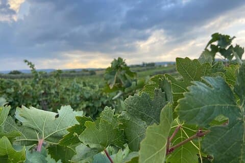 Visite de dégustation de vin de 2 jours le long de la route des vins de Thrace