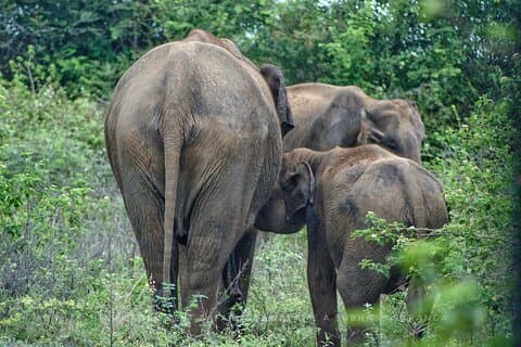 Udawalawe National Park | Private Jeep Safari Tours