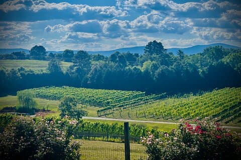 Three Vineyards Halvdags privat vintur fra Asheville