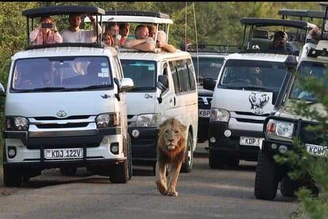Excursão de um dia Maasai Mara