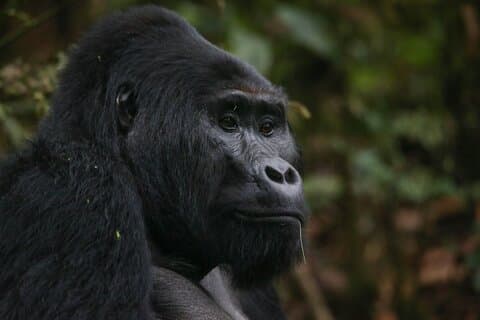 10 dages klassisk Rwanda Safari