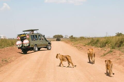 9 dagars afrikansk vildsafari och strandtur