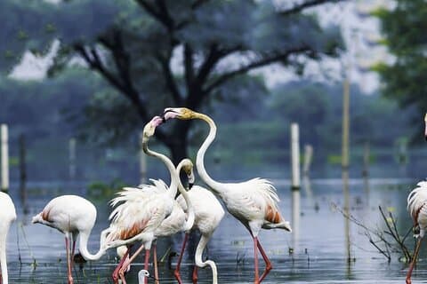 Full Day Bharatpur Bird Sanctuary con Fatehpur Sikri