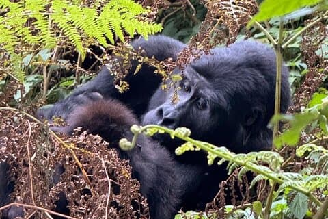 3 Dagen Gorilla Trekking Budget Safari in Oeganda