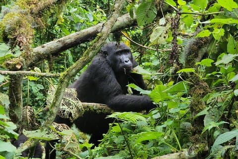 7 dias de aventura com primatas e vida selvagem em Uganda