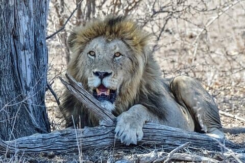 6-Day South Africa Tour: Johannesburg History & Kruger Safari