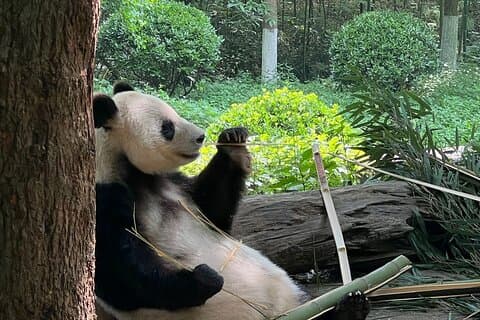 成都日帰りツアー