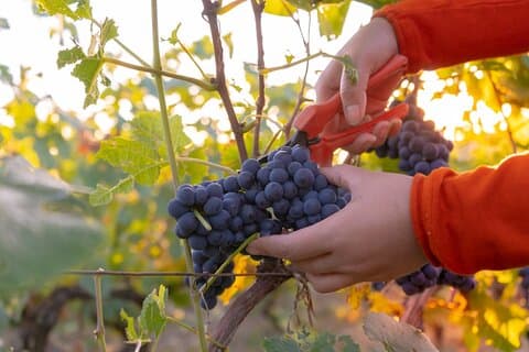 Private Wine Tasting Tour in Luxembourg