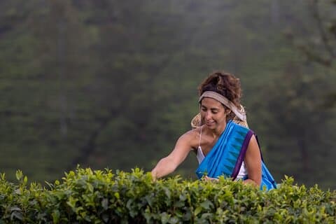 Tea Plucking and Tea Factory Visit from Kandy