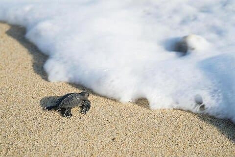 Freilassung von Schildkröten in Ixtapa-Zihuatanejo