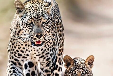 2 Day Kruger National Park safari