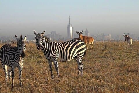 Nairobi National Park Half-Day Tour
