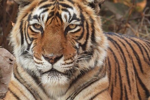 Ranthambore Tiger Safari-dagtrip vanuit Jaipur