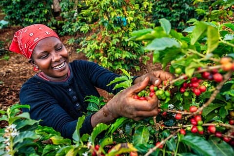 Privétour naar de koffieboerderij Karunguru