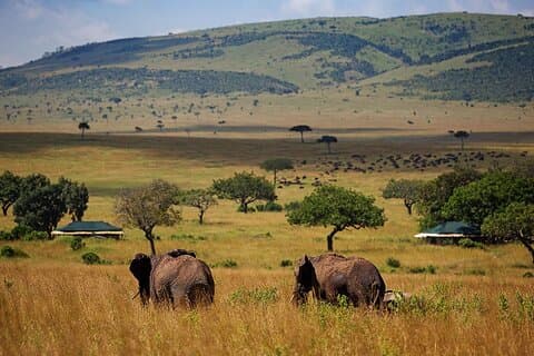 3 Tage 2 Nächte Masai Mara Nationalreservat - Begleitsafari