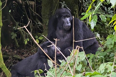 4 dagar av Uganda Wildlife Gorillor och Golden Monkey Trekking