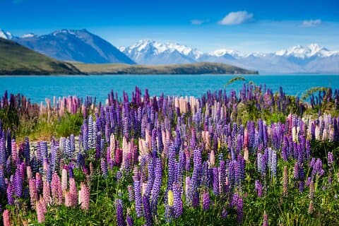 Privat tur Tekapo fra Christchurch