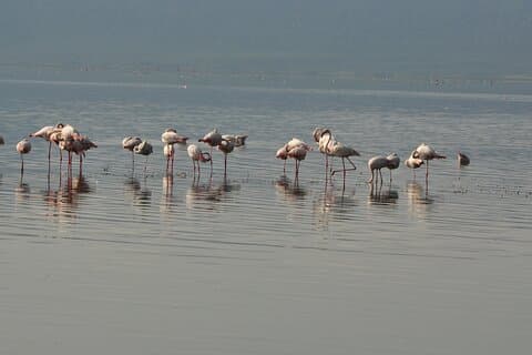 Full day Private Safari- Arusha National Park