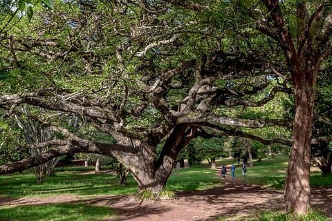 Excursão de um dia ao Arboreto de Nairobi e ao Museu Nacional de Nairobi