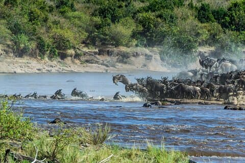Étapes de migration de 8 jours en Tanzanie – Milieu de gamme